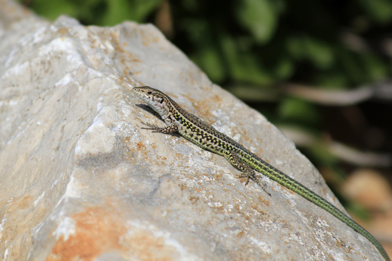 2016-04-27_142519 sardinien-2016.jpg - Ruineneidechse